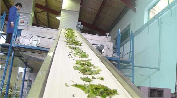 Soha Jissa Agro-industry Co. develops, diversifies herbal extracts