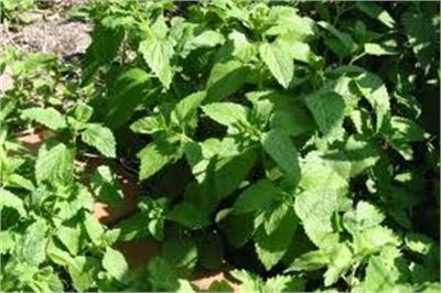 ملیس (بادرنجبویه)