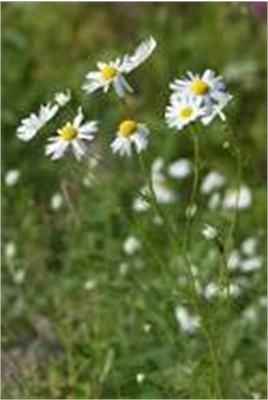 German chamomile
