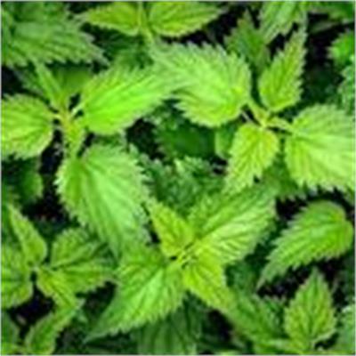 Stinging Nettles