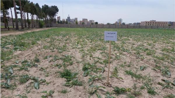 طرح مشترک تولیدی تحقیقاتی کشت گیاهان دارویی فی مابین دانشگاه آزاد اسلامی استان البرز و شرکت سها جیسا