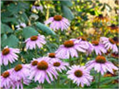Purple coneflower