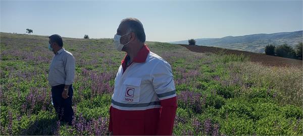 بازدید مدیر عامل شرکت سها جیسا از مزارع کشت گیاهان دارویی