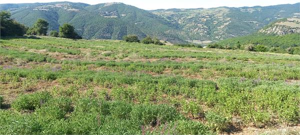 بازدید مدیر عامل شرکت سها جیسا از مزارع کشت گیاهان دارویی