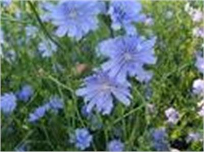 Chicory