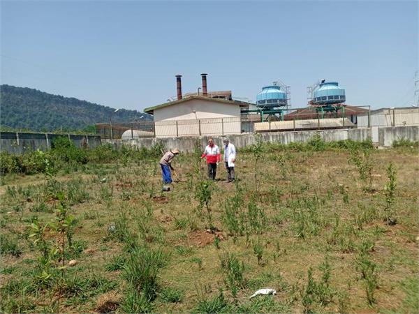 بازدید مدیرعامل شرکت سهاجیسا از کاشت نهال برگ بو