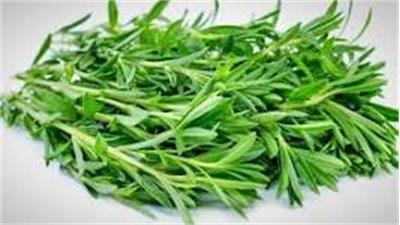 Summer Savory