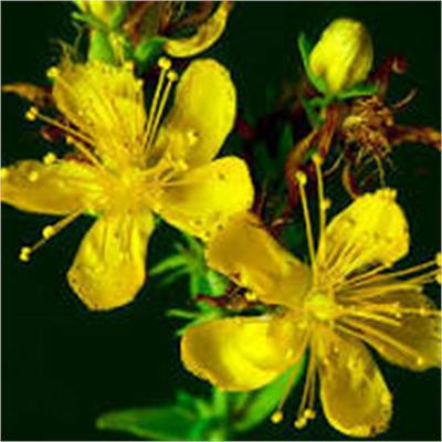 St John's-wort