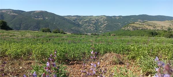 بازدید مدیر عامل شرکت سها جیسا از مزارع کشت گیاهان دارویی