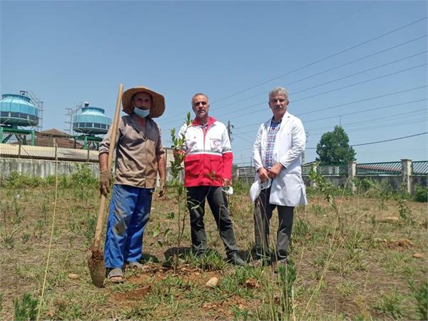 بازدید مدیرعامل شرکت سهاجیسا از کاشت نهال برگ بو