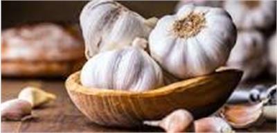 Garlic