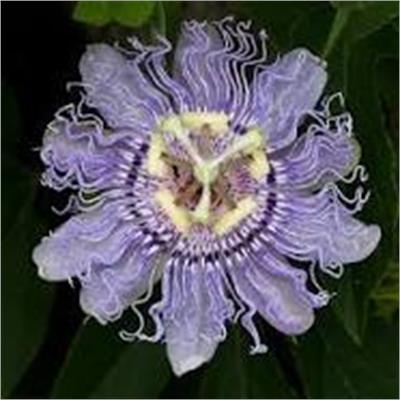 Passion flower