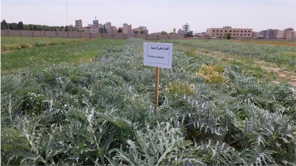 طرح مشترک تولیدی تحقیقاتی کشت گیاهان دارویی فی مابین دانشگاه آزاد اسلامی استان البرز و شرکت سها جیسا