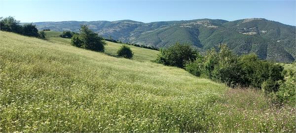 بازدید مدیر عامل شرکت سها جیسا از مزارع کشت گیاهان دارویی