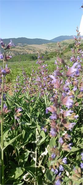 بازدید مدیر عامل شرکت سها جیسا از مزارع کشت گیاهان دارویی