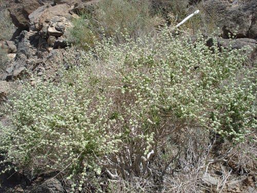 آویشن شیراز