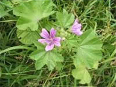 Common mallow