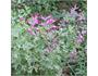 Fumitory