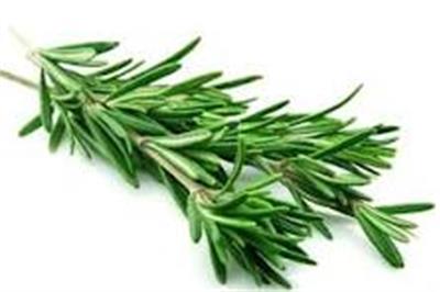 Rosemary