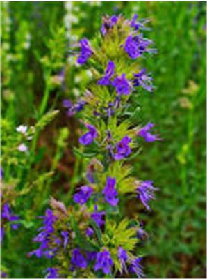Hyssop