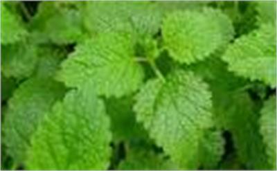 Melissa(Lemon balm)