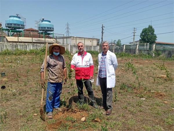 کاشت نهال برگ بو