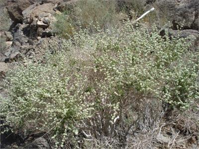 آویشن شیراز