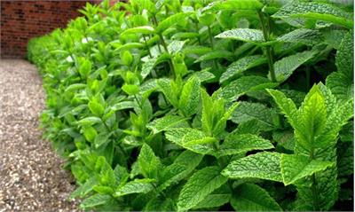 نعناع فلفلی