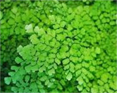 venuss hair / Maiden hair