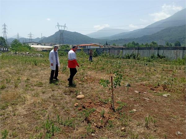 بازدید مدیرعامل شرکت سهاجیسا از کاشت نهال برگ بو