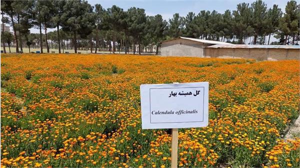 طرح مشترک تولیدی تحقیقاتی کشت گیاهان دارویی فی مابین دانشگاه آزاد اسلامی استان البرز و شرکت سها جیسا