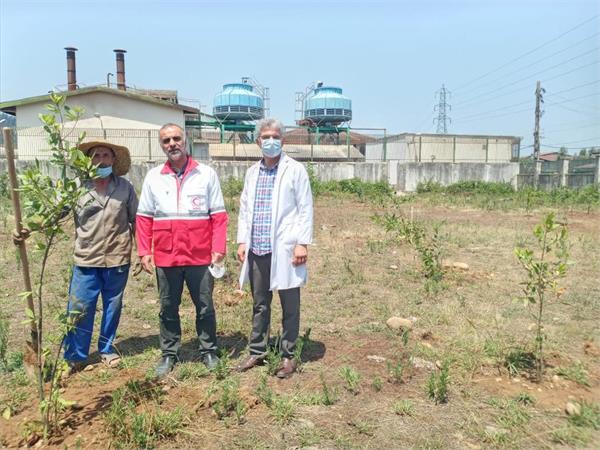 بازدید مدیرعامل شرکت سهاجیسا از کاشت نهال برگ بو