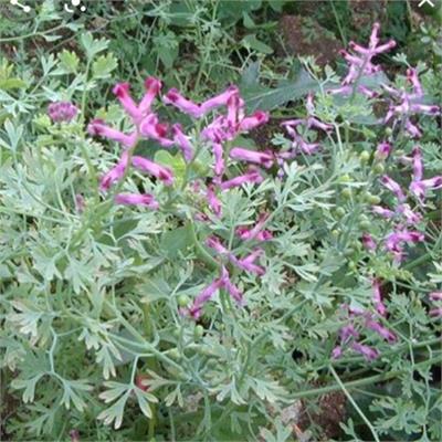 Fumitory