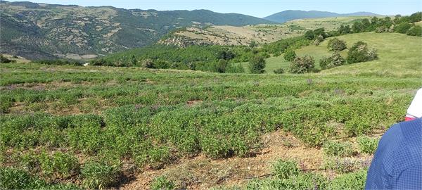 بازدید مدیر عامل شرکت سها جیسا از مزارع کشت گیاهان دارویی