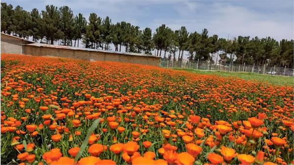 طرح مشترک تولیدی تحقیقاتی کشت گیاهان دارویی فی مابین دانشگاه آزاد اسلامی استان البرز و شرکت سها جیسا